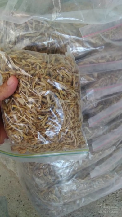 فروش گل آلوئه ورا