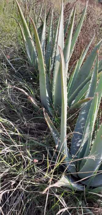 فروش آلوئه ورا درجه یک