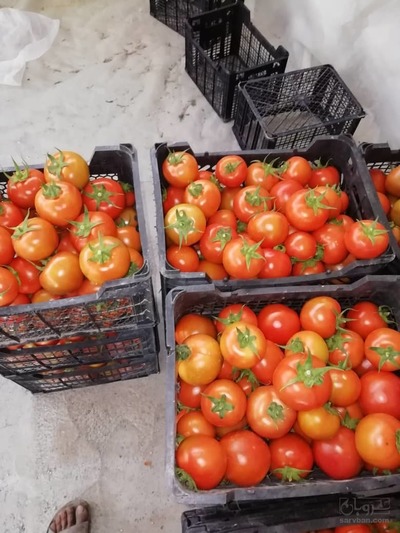 فروش عمده گوجه فرنگی گلخانه ای