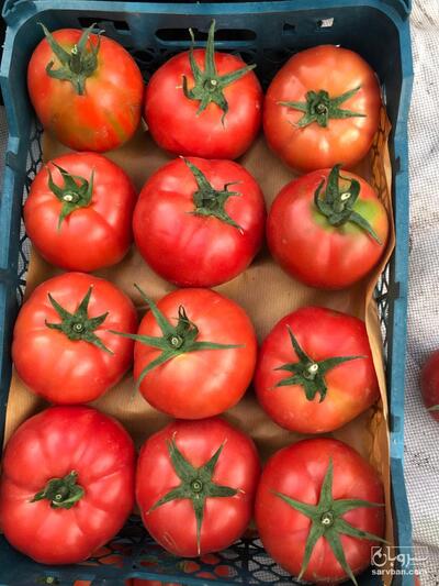 فروش گوجه فرنگی گلخانه ایی