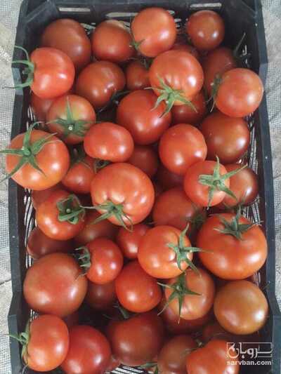 فروش گوجه فرنگی سرن