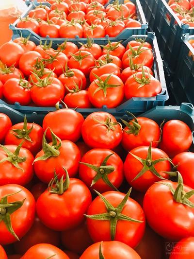 فروش عمده گوجه فرنگی گلخانه ای