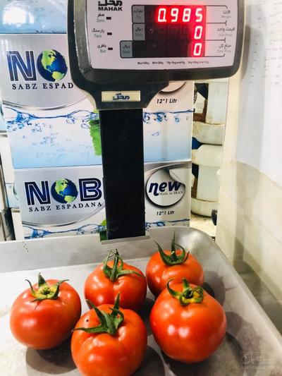 فروش گوجه فرنگی رقم دافنیس