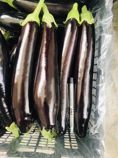 فروش بادمجان قلمی صادراتی