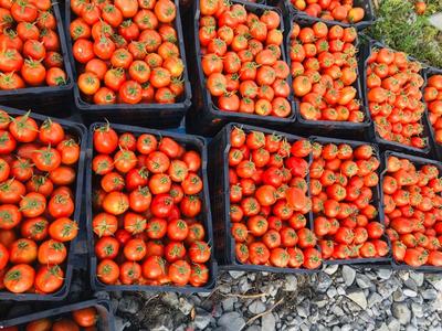 فروش گوجه فرنگی فضای آزاد