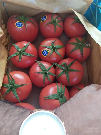 فروش گوجه فرنگی گلخانه ای درجه یک دافنیس