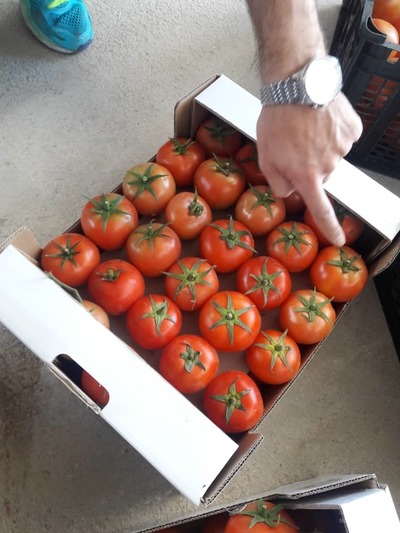 فروش گوجه فرنگی درجه یک صادراتی