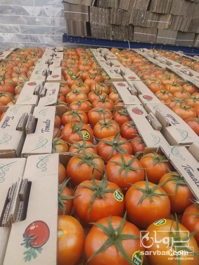 فروش گوجه فرنگی دافنیس