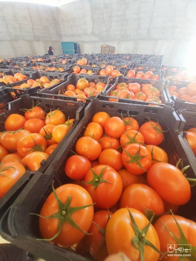 فروش گوجه فرنگی دافنیس