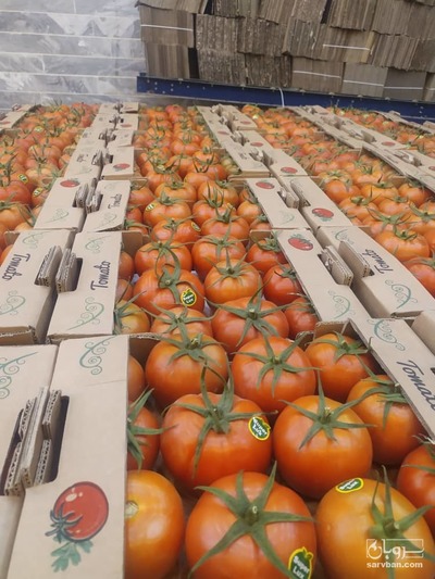 فروش گوجه فرنگی