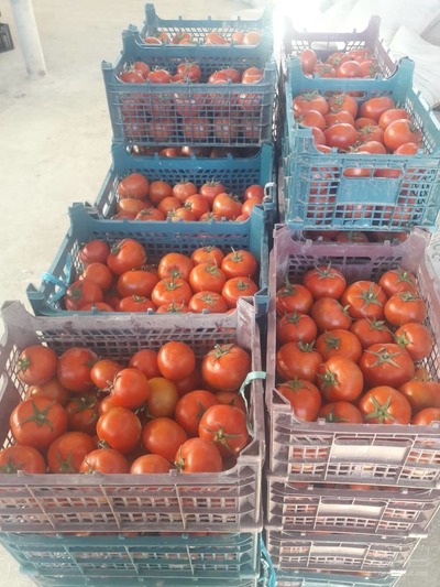 فروش گوجه فرنگی درجه یک صادراتی