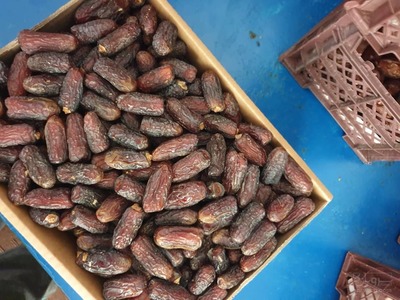 خرما پیارم درجه 1