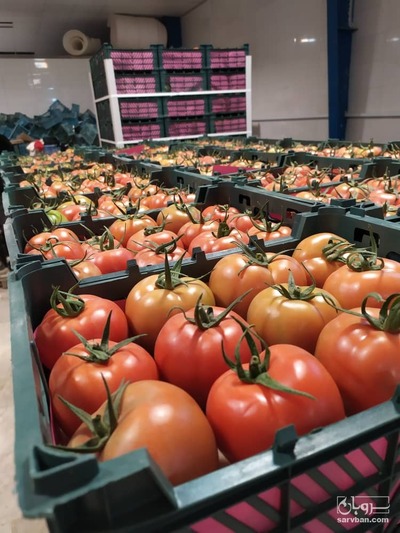 فروش گوجه فرنگی دافنیس