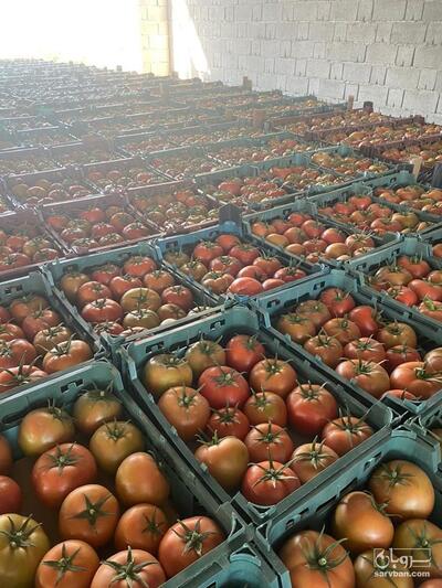 فروش گوجه فرنگی