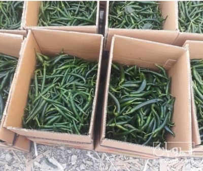 فروش فلفل سبز شمشیری