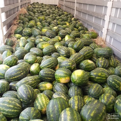 فروش هندوانه گرد