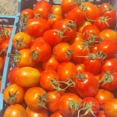 فروش گوجه فرنگی درجه یک لوکس