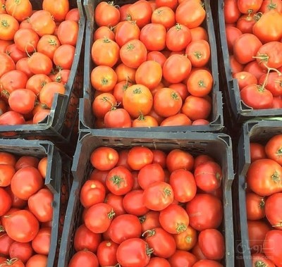 فروش گوجه فرنگی عالی