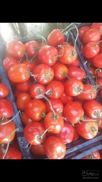 فروش گوجه فرنگی سانسید