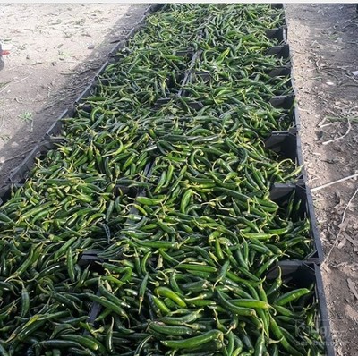 فروش فلفل تیز