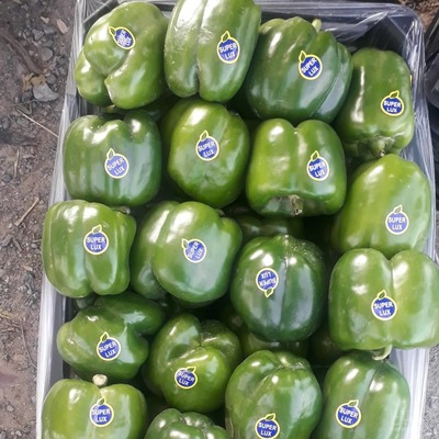 فروش فلفل دلمه ای