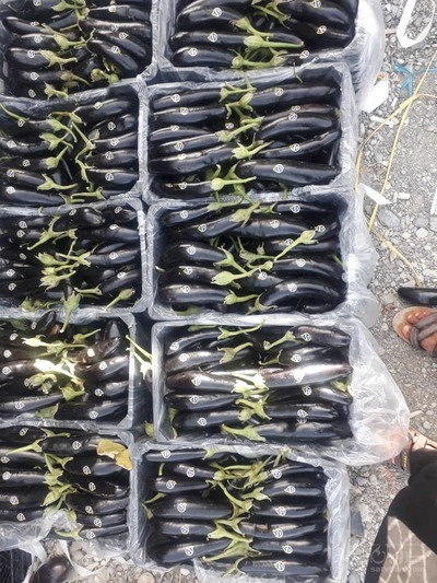 فروش بادمجان قلمی