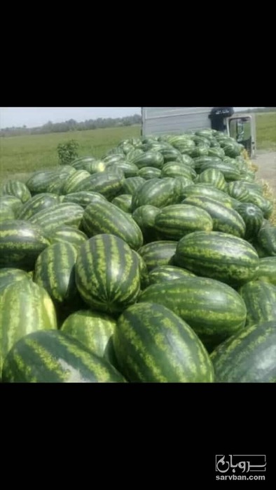 فروش هندوانه بیضی