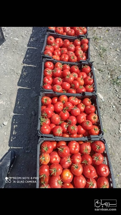 فروش گوجه فرنگی