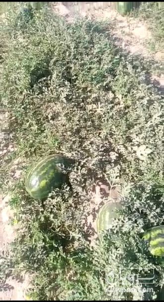 فروش هندوانه