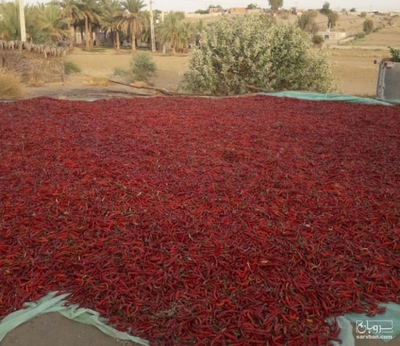 فروش فلفل تند قرمز خشک