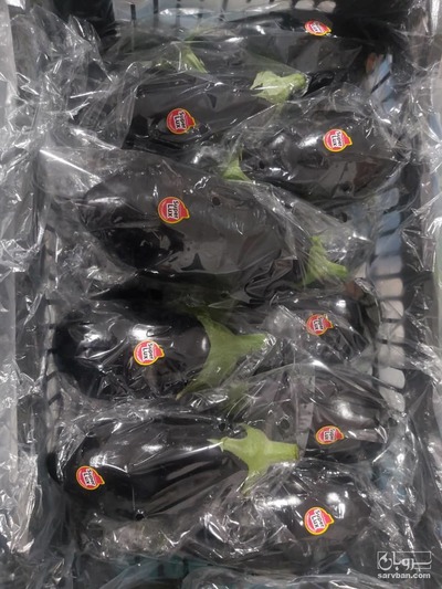 فروش بادمجان