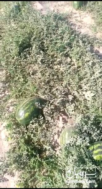 فروش هندوانه