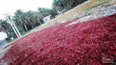 فروش فلفل تندخشک