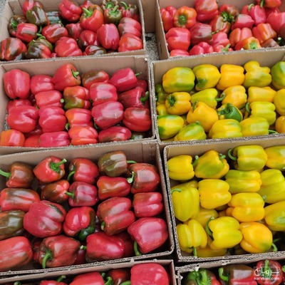 فروش فلفل دلمه ای رنگی