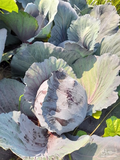 فروش کلم برگی بنفش