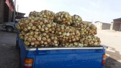 فروش پیاز