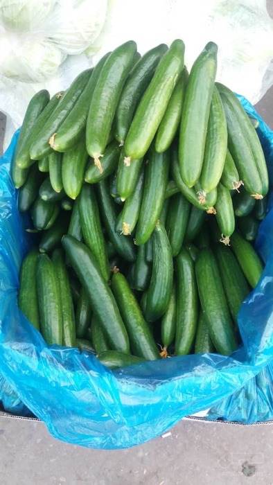 فروش خیار گلخانه ای