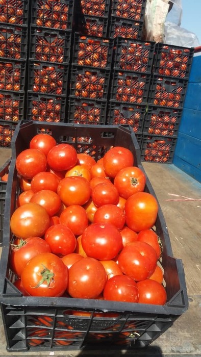 فروش گوجه فرنگی فضای آزاد