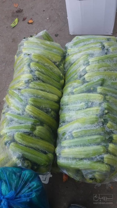 فروش کدوسبز درجه یک