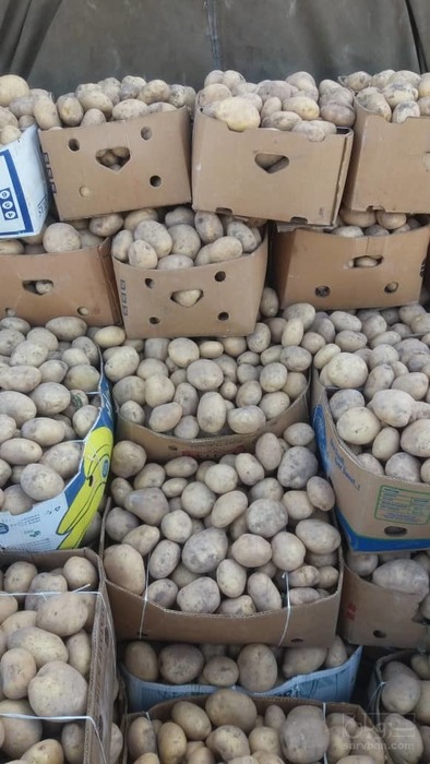 فروش سیب زمینی