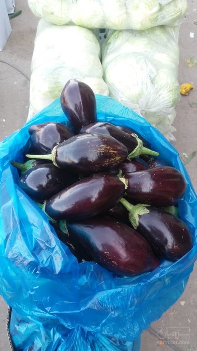 فروش بادمجان دلمه ای