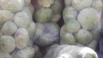 فروش کلم سفید