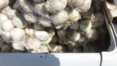 فروش پیاز سفید