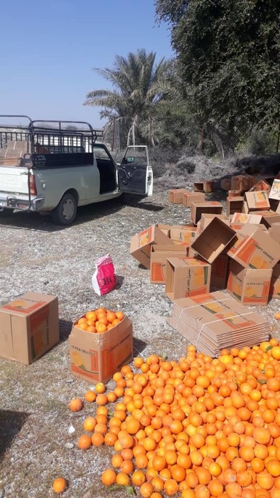 فروش پرتقال جنوب