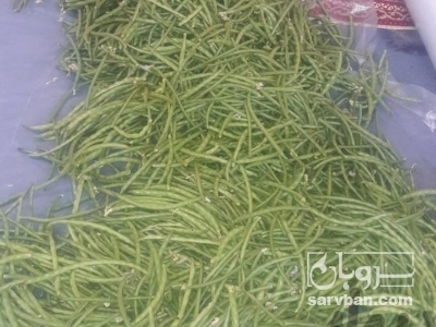 فروش لوبیا چشم بلبلی