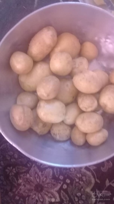 فروش سیب زمینی سانته