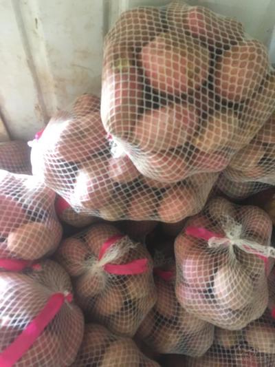 فروش سیب زمینی