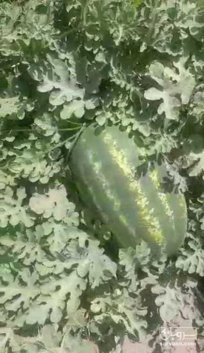 فروش هندوانه بیضی