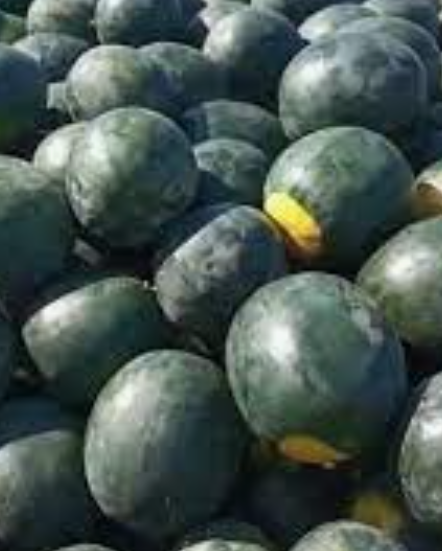 فروش هندوانه