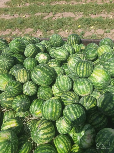 فروش هندوانه